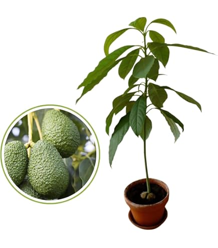 Quando e come innestare un albero di avocado: guida e cura