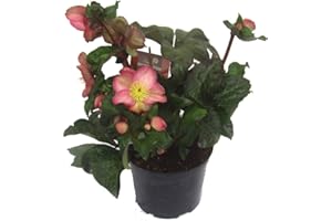HARRO'S PFLANZENWELT Helleborus 'Cheryl's Shine ' rosa Christrosen Schneerose oder Nieswurz 19 cm Topf winterblühend, winterharte Pflanze