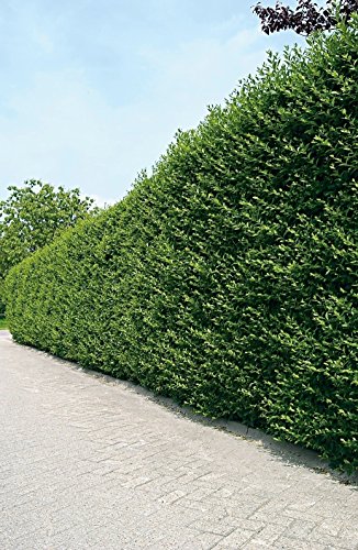 Ovalblättriger Liguster -Ligustrum Ovalifolium- Hecken-Pflanze immer-grün Containerware 60-80cm- Ligusterhecke von Garten Schlüter (Containerware, 60 bis 80 cm Pflanze)