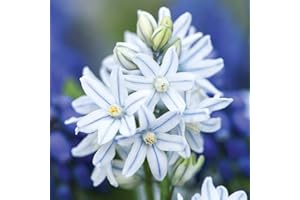 100x Russian Snowdrop Bulbs - Hardy Spring Flowering Bulbs for Garden Borders & Patio Pots, Easy to Grow Star-Shaped White & Blue Flowers - Ground Cover & Rockeries by Thompson & Morgan