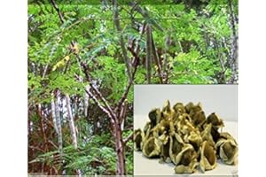 SVI 10 Seeds Moringa Seeds-Drumstick Tree,Tree of Life or The Miracles Tree-Moringa oleifera