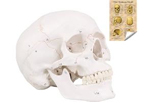 RONTEN Menschliche Anatomie - Steckschädelmodell mit neuester Laser-geätzter Schrift, Lebensgröße Erwachsene Human Anatomy Kopf Skelett Modell mit abnehmbarer Skull Cap