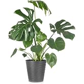 Videolu Deve Tabanı Bitkisi Geniş Yapraklı 1 Adet Saksılı 60-90Cm Ofis Bitkisi(Monstera Deliciosa)