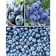 Blueberry 100+ Fresh Seeds Heavy Cropper Fully Hardy