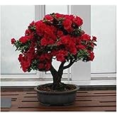 Dashing Look Bodur Kırmızı G&uuml;l Bonzai Ağacı Tohumu 5 Adet Tohum Bonsai Ağacı Tohumu TH-9834674512321