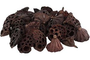 chiwanji 30 Stück natürliche getrocknete Blume getrocknete Lotusschote für Hochzeitsfeier-Arrangement