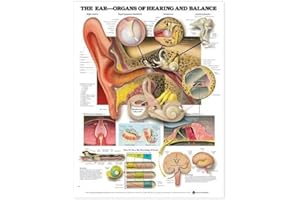 ANATOMY STUFF The Ear: Organs of Hearing and Balance: Organs of Hearing and Balance Anatomical Chart