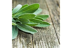 ACQUA TOWER GROWING SYSTEMS Sage Plants, 'English' Sage, 2 x Full Plants in 9cm Pots, Herb Plants, Garden Herbs, Garden Ready and Ready to Plant, Premium Quality Herbs