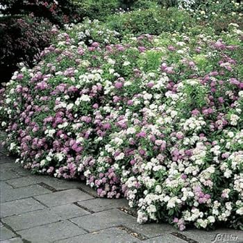 Fingerstrauch 'Lovely Pink' Potentilla Dasiphora fruticose Strauch