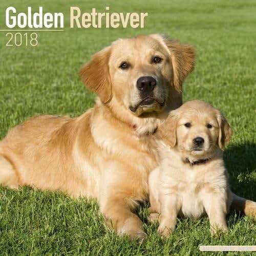 Amazon.co.uk Golden retriever Books