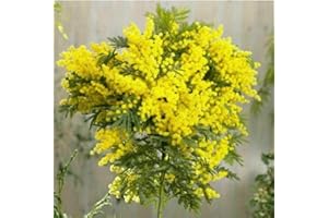 GT BIO Mimosa Terre di Romagna. "Acacia dealbata" pianta in vaso 2 litri 80cm