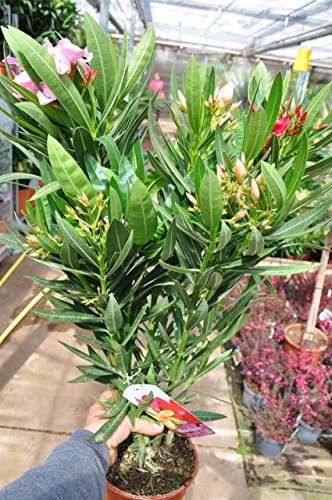 Palmenmann Oleander (zweifarbig) – Nerium oleander - 2