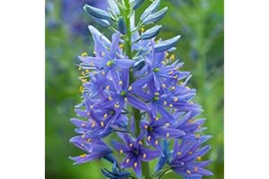 YOUGARDEN Camassia leichtlinii Blue Wild Hyacinth x 7 Bulbs Size 12/14