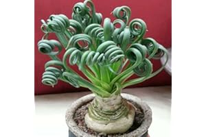 LAMPHLE 100 Pcs Rare Spirale Herbe Fleur Graines Plante Succulente Bonsaï En Pot Décor À La Maison pour Jardin Plantation 100pcs Spral Graines d'herbe