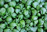 Semillas 3900 mg lechuza BASILIC 2300 ~ Ct ~ grandes hojas para hierbas Pesto o Wraps.