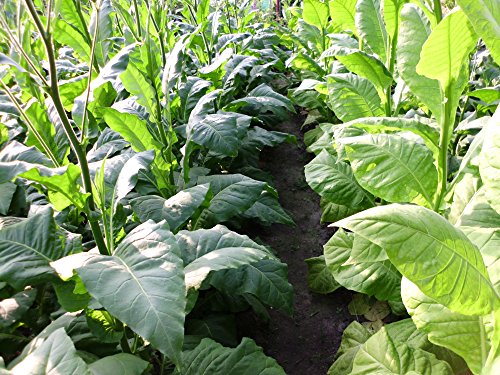 3000 Tabak Samen Virginia - Burley Mischung 100% Bio Ernte 2016 Tabakpflanzen