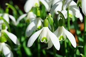 MILLTHORPE PLANT CENTRE 25 Snowdrops Bulbs - Galanthus Nivalis