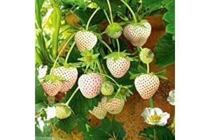 SEEDSOWN Plantas Blanco Carolina Pineberry - 500 Semillas