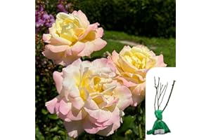 HARRINGTONS ROSES 1 x Rosa Peace Hybrid Tea Rose - Yellow & Peach Blooms, Fragrant & Long-Blooming, RHS Gold Medal Winner, Ideal for Garden Borders & Cutting Gardens - When Only The Best Will Do - Top Grade “A” Roses