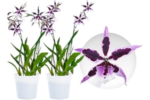 ‎DUTCH BULBS EXCLUSIVE PLANTS FROM HOLLAND Echte Beallara Gothic Orchidee, 2 große Orchideen Zimmerpflanzen 30-40 cm hoch, mit Blüten und leicht duftend direkt aus Holland (keine Samen und nicht künstliche Orchidee, ohne Dünger und mit Topf)