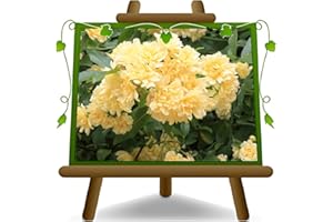 EURO PLANTS VIVAI Rosa trepadora Banksiae Yellow - *Altura: 60-70 cm. - sobre maceta de 18 cm