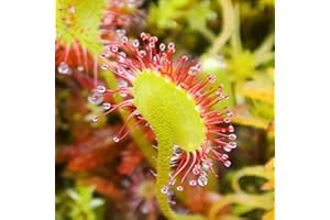 EASY GROW SEEDS Sundew Seeds - Drosera Rotundifolia Carnivorous - 5 Seeds