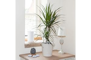 YouGarden Madagascan Dragon Tree Houseplant, Established Dracaena marginata in 12cm Pot, Ready to Display
