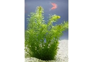 WASSERPFLANZEN WOLFF- Klärpflanze! - Egeria densa - winterharte Wasserpest für den Teich im 5cm PFLANZKÖRBCHEN, Sauerstoffspender, gegen Algen, verbessert die Wasserqualität