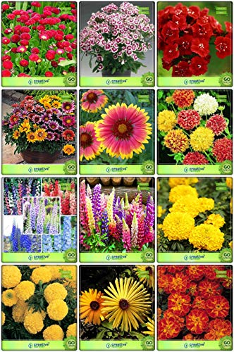 Creative Farmer Best Seeds Combo Flower Seeds : Daisy-Pomp, Dianthus-Baby Doll, Dianthus- Red, Gazania-Sunshine, Gaillardia-Aristata, Gaillardia Dwarf, Larkspur-Giant, Lupin-Pixie, Marigold- Yellow, Marigold-Dhan Basanti, Burf-Yellow, French Marigold-Red Terrace Gardening