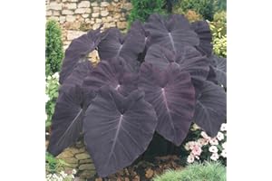 BAHELS NatüRlich,Winterhartes,Landschaft,Elefantenohr Knollen,Winterharte Knollen,Riesige BläTter,Lebende Pflanzen,GrüNe Taro,Natürlich-3 Knolle-A