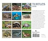 Image de Turtles 2016 Calendar