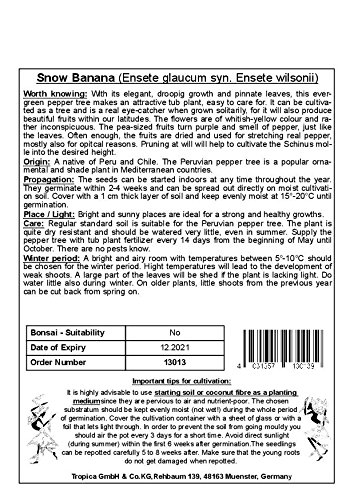 TROPICA – Große Schneebanane (Ensete glaucum syn. Ensete wilsonii) – 10 Samen - 3