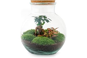 URBANJNGL Terrario de Plantas • Teddy Bonsai • Planta de ecosistema • ↑26.5 cm • Jardín de Botellas • Paquete de Bricolaje - Conjunto de terrario Completo