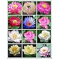 Lotus Mix Flower Seeds (Pack Of 15 Seeds) - All Mix Color by Urban Turtle®,Growing Lotus Brings Positive Vibrations According To Vaastu Shastra