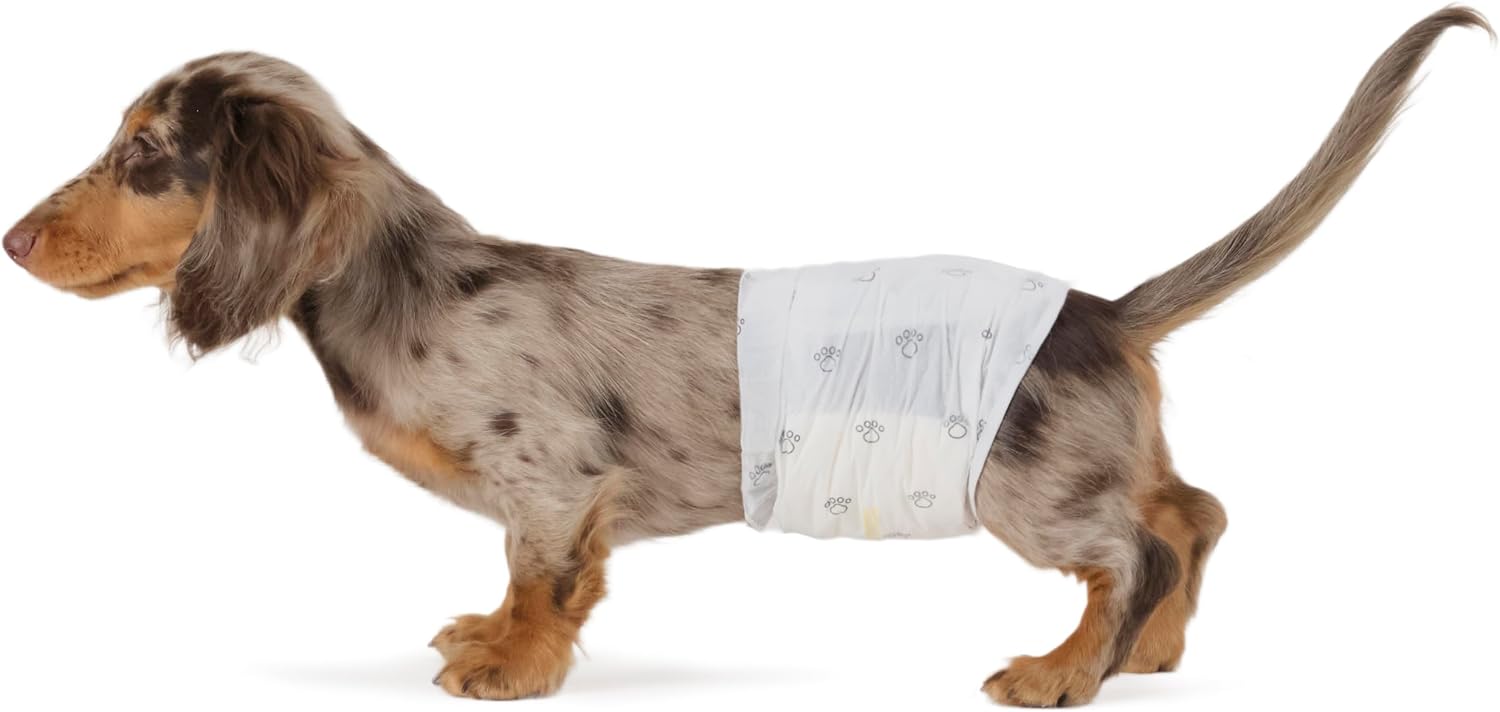 Dossier Complet & Guide Pratique : Amazon Basics Pa ales Desechables para Perros