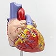AORGRE Human Heart Model, 2-Part Life Size Detachable Teaching Model, with On Base, Anatomically Accurate Numbered Heart Medical Model Shows 59 Anatomical Internal Structures, Simulation Heart