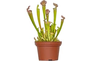 Bloomique - Sarracenia Juthatip Soper - Schlauchpflanze - Fleischfressende Pflanze - Höhe 15-25 cm - Topf 12 cm