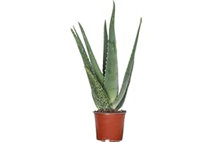 Cactus et plante grasse de Botanicly – aloè – Hauteur: 45 cm – Asphodelaceae Aloë