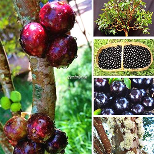 Go Garden Purple: 100Pcs Jaboticaba Seeds Fruit Seeds Bonsai Grape Tree Plant Seeds Indoor B98B 02
