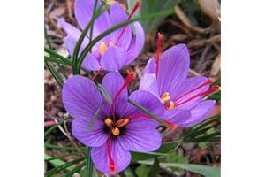 PERAGASHOP OFERTA 100 BULBOS SATIVUS de azafrán Crocus