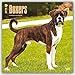 Boxers 2016 International - Boxer - 18-Monatskalender mit freier DogDays-App: Original BrownTrout-Kalender [Mehrsprachig] [Kalender] (Wall-Kalender) by 