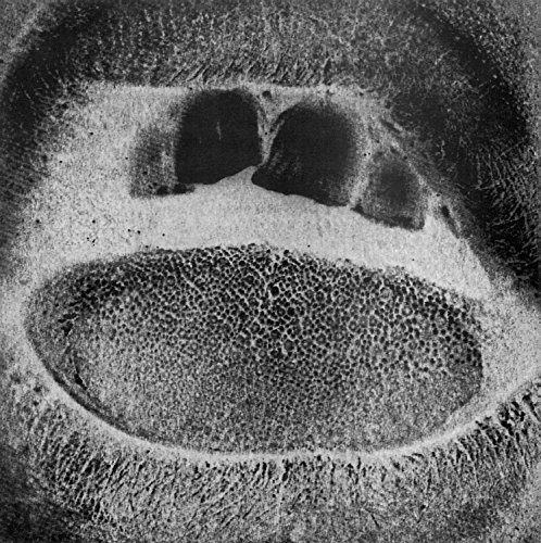 Kino II:Form Destroyer