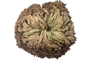 BEITO Rosa De Jericó Resurrección Planta De Aire Helecho De Spike Musgo - Selaginella Lepidophylla