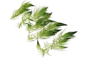 K2AQUA 5 x Ceratophyllum Demersum Hornwort Live Aquatic Plant for Aquarium Fish Tank Pond Oxygenating Fast Growing Freshwater Easy Care Lush Green Decoration Natural Habitat