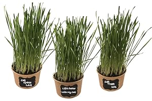 Microgreen Pros™ Organic Non GMO Easy Cat Grass Kit (3 Pack) Just Add Water. Includes Wheatgrass Seed, Fibre Soil, Cups, Chalkboard Labels & Chalk. Your Pets Will Love This