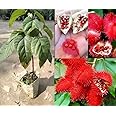 Oxiflora®Sindoor Plant Decorative PlantHybrid - 1 Healthy Live Easy To Grow Real Indoor Plant For Home, In Nursery Grow Bag For Home Garden.