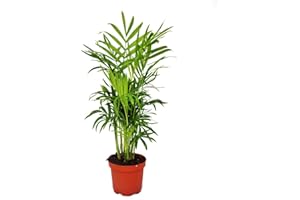 EXOTENHERZ Chamaedorea elegans - Indoor Palm - Neanthe Bella Palm - Parlour Palm - 9cm Pot