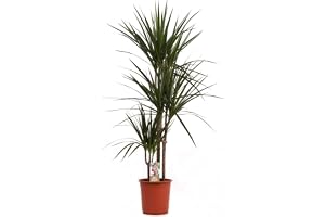 Blumen-Senf Dracaena Marginata 120-140 cm 3 stammar drakträd inomhusväxt