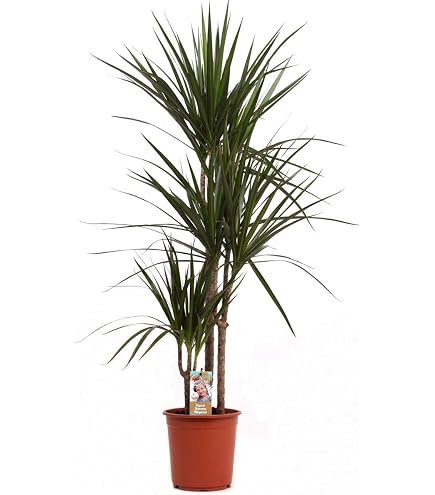 kanarischer drachenbaum pflege Dracaena Draco XL 220cm, kanarischer Drachenbaum – toskanagartenshop