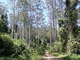  10 semillas de eucalipto SYDNEY Blue Gum - Árbol único! SEMILLAS
